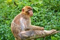Barbary apes macaca sylvanus macaque monkey