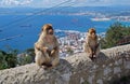 Barbary apes sitting on a wall, Gibraltar.