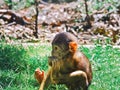 Barbary baby macaque in the forest natural park.