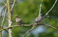 The Barbary dove or ring dove Royalty Free Stock Photo