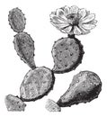 Barbary Fig or Indian Fig Opuntia or Prickly Pear or Opuntia ficus-indica, vintage engraving