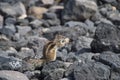 Barbary Ground Squirrel Royalty Free Stock Photo