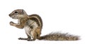 Barbary Ground Squirrel (Atlantoxerus getulus)