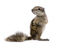 Barbary Ground Squirrel (Atlantoxerus getulus) Royalty Free Stock Photo