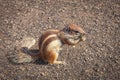Barbary ground squirrel atlantoxerus getulus, Fuerteventura, Canary Islands