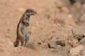 Barbary Ground Squirrel - Atlantoxerus getulus