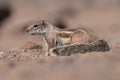 Barbary Ground Squirrel - Atlantoxerus getulus