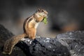 Barbary ground squirrel Royalty Free Stock Photo