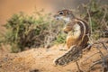 Barbary ground squirrel Royalty Free Stock Photo