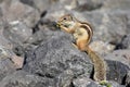 Barbary ground squirrel Royalty Free Stock Photo