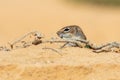 Barbary ground squirrel Royalty Free Stock Photo