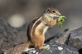 Barbary ground squirrel Royalty Free Stock Photo