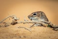 Barbary ground squirrel Royalty Free Stock Photo