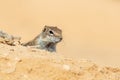 Barbary ground squirrel Royalty Free Stock Photo