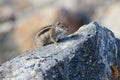 Barbary ground squirrel (atlantoxerus getulus)