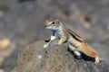 Barbary ground squirrel atlantoxerus getulus