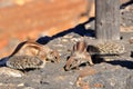 Barbary ground squirrel (Atlantoxerus getulus) sitting on a rock, Fuerteventura, Canary Islands, Spain