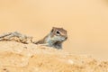 Barbary ground squirrel Royalty Free Stock Photo