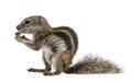 Barbary Ground Squirrel eating nut, Atlantoxerus getulus