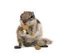 Barbary Ground Squirrel eating nuts Royalty Free Stock Photo