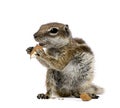 Barbary Ground Squirrel eating nuts, Atlantoxerus getulus