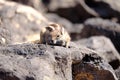 Barbary ground squirrel on a rock on Fuerteventura, Spain Royalty Free Stock Photo