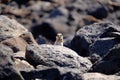 Barbary ground squirrel on a rock on Fuerteventura, Spain Royalty Free Stock Photo