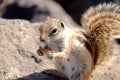 Barbary ground squirrel on a rock on Fuerteventura, Spain Royalty Free Stock Photo