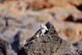 Barbary ground squirrel on a rock on Fuerteventura, Spain Royalty Free Stock Photo