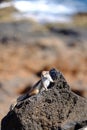 Barbary ground squirrel on a rock on Fuerteventura, Spain Royalty Free Stock Photo