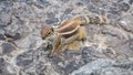 Barbary ground squirrel in rocks in fuerteventura beach