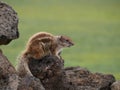 Barbary ground squirrel on the Spanish island Fuerteventura