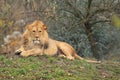 Barbary lion