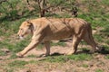 Barbary lion