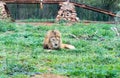 Barbary lion aka Atlas lion Royalty Free Stock Photo