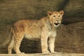 Barbary lion cub