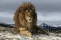 Barbary lion, Panthera leo leo