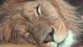 Barbary lion (Panthera leo leo). Sleeping lion