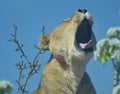 Barbary lion, Panthera leo,