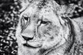 Barbary lioness portrait - Panthera leo leo, colorless Royalty Free Stock Photo