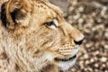 Barbary lioness portrait - Panthera leo leo, side view Royalty Free Stock Photo