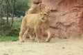 Barbary lioness