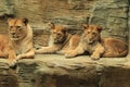 Barbary lions