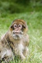 Barbary Macaque Royalty Free Stock Photo