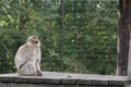 Barbary Macaque