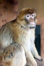 Barbary macaque Royalty Free Stock Photo