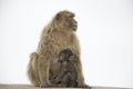 Barbary Macaque Royalty Free Stock Photo