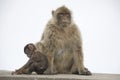 Barbary Macaque Royalty Free Stock Photo