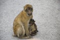 Barbary Macaque Royalty Free Stock Photo