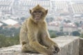 Barbary Macaque Royalty Free Stock Photo